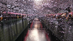 东京Meguro运河的樱花