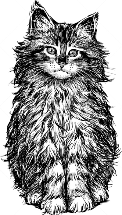 小猫,动物手,动物毛,可爱的,小的,家畜,宠物,图像,坐,画画