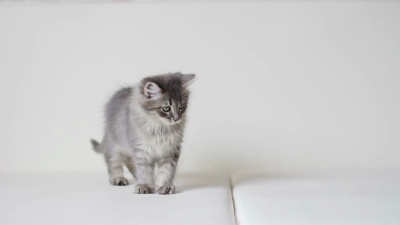 小猫玩纸蝴蝶