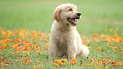 小狗金毛猎犬