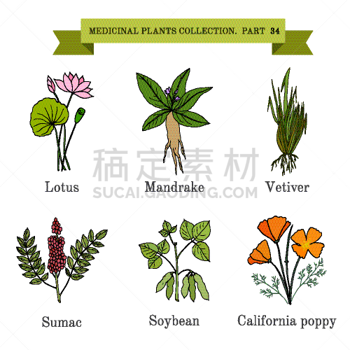 健康保健,草本,动物手,茶,白色,有机食品,自然,收集,复古,绘制