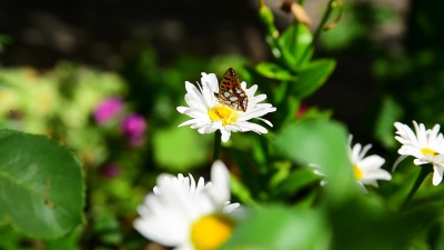 大白甘菊