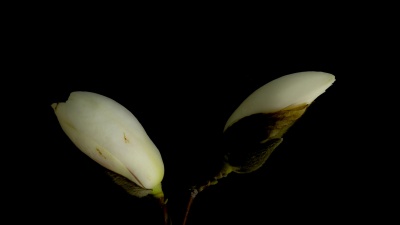 玉兰花蕾性质