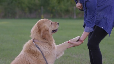 学习服从