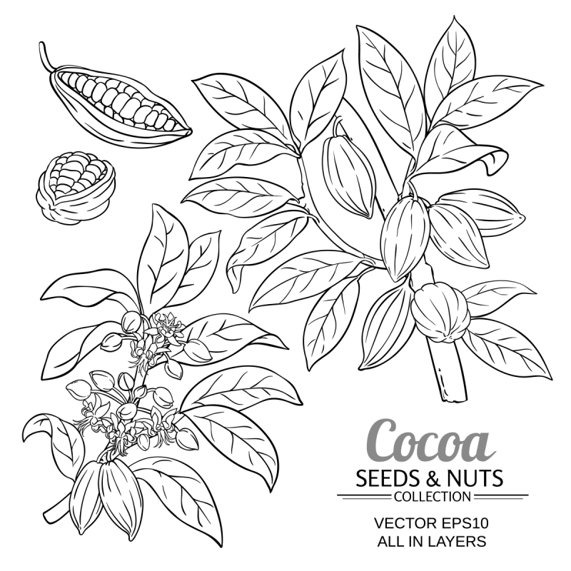 cacao】cacao图片_cacao素材下载-稿定素材