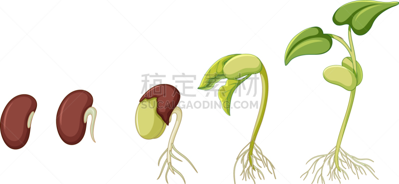 植物,白色背景,图表,分离着色,白色,生物学,创造力,自然,教,生长