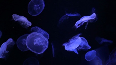 月亮水母在深海中缓慢而美丽的漂浮