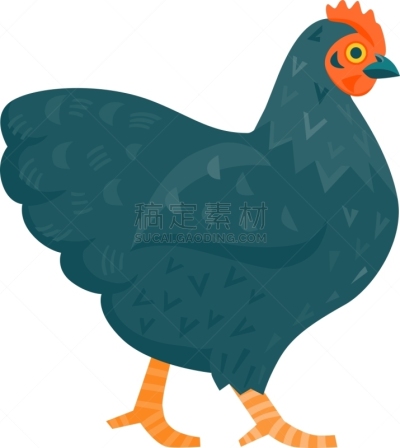 黑色,鸡,分离着色,农业,白色,纯种犬,肉,斑点,图像,普利茅斯洛奇