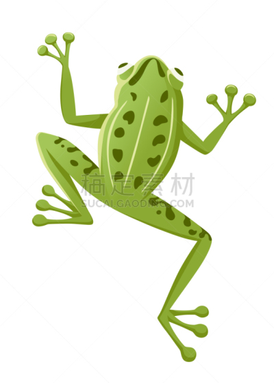 可爱的,青蛙,动物,绘画插图,卡通,矢量,绿色,白色背景,式样,微笑