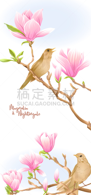 夜莺,玉兰类,枝,商务,贺卡,清新,模板,春天,鸟类,花