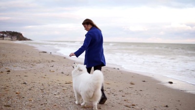 迷人的年轻女子带着她的萨莫伊犬在海边奔跑的背影。海滩上的白色毛茸茸的宠物玩得很开心。背景上美丽的天空。慢镜头