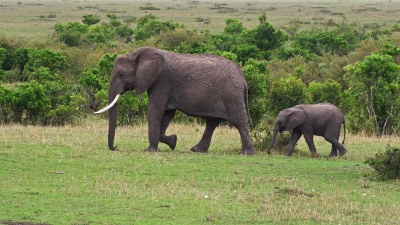 非洲大象，非洲Loxodonta africana，母亲和小牛散步，肯尼亚马赛马拉公园，实时 