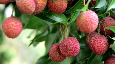 CloseUpFreshRedLichees