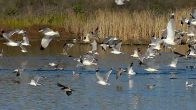 加利福尼亚海鸥，Larus Californicus，飞翔