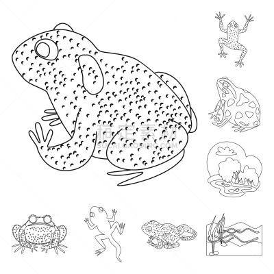 动物,两栖纲,分离着色,一个物体,计算机图标,生物学,有毒物质,野生动物,青蛙,池塘