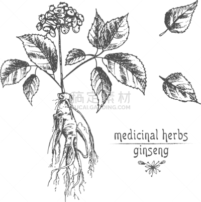 草图,墨水,植物学,Ginseng,华丽的,传统,健康保健,药,滴瓶,写实