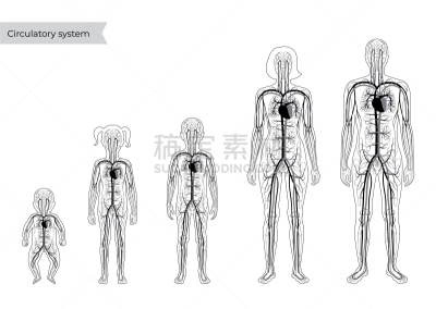心血管系统,男孩,生物学,人,男人,家庭,女人,成年的,站