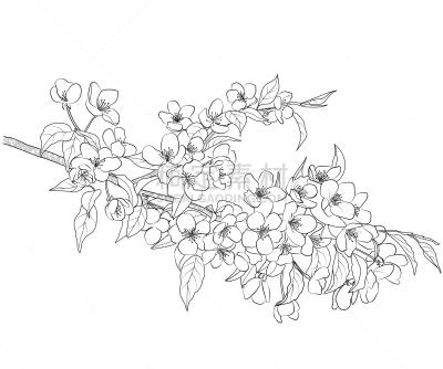 花朵,枝,苹果,分离着色,亚洲,创造力,自然,华丽的,传统,图像