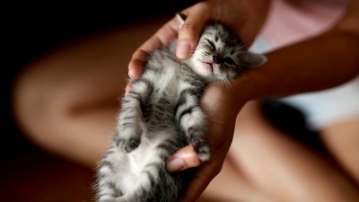 手中抱着猫