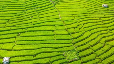 泰国早上梯田鸟瞰