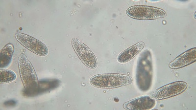 四膜虫(Tetrahymena)是显微镜下的单细胞纤毛原生动物和细菌属