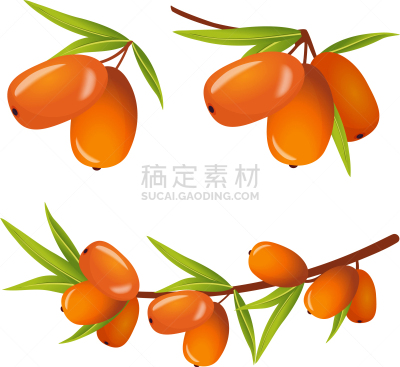 沙棘,叶子,可爱的,清新,食品,维生素,甜点心,品牌名称,植物,烹调