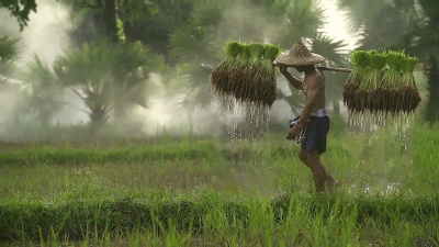 农民在雨季种植水稻。他被水和泥水浸透，准备种植。
