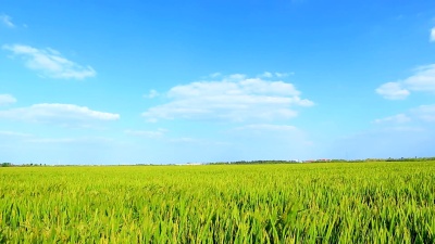 风中的稻田