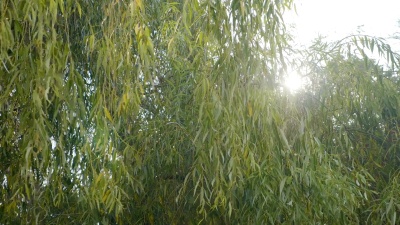 秋风吹在柳树上，阳光在一个美丽温暖的日子里照耀在树上