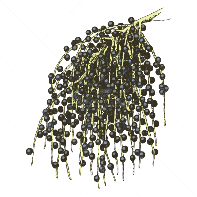 hand drawn acai palm branch