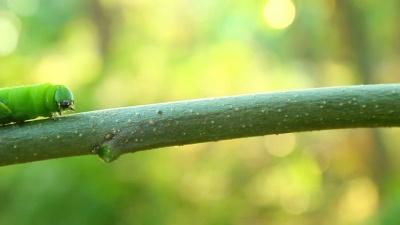蝴蝶毛虫在树枝上爬行