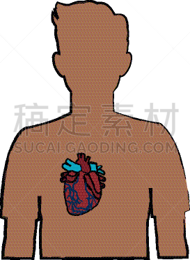 男人,人类心脏,生理学,生物学,矢量,图表,膀胱,图像,剪影,生病