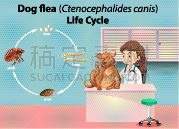 动物,兽医,可爱的,活力,健康保健,专业人员,环境,犬蚤,门诊部,生病