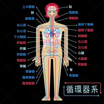 简单,绘画插图,日本,心血管系统,黑色背景,部分,品牌名称,生物学,日语,主动脉