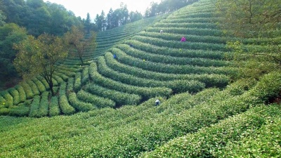杭州龙井山茶园鸟瞰。 