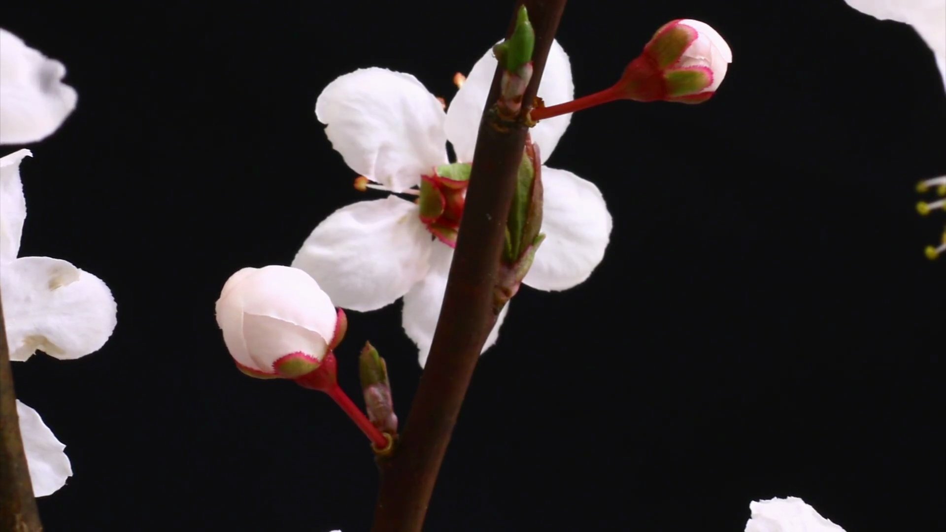 粉红色樱花盛开高清