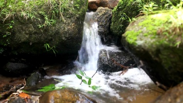 泰国雨林中的小溪