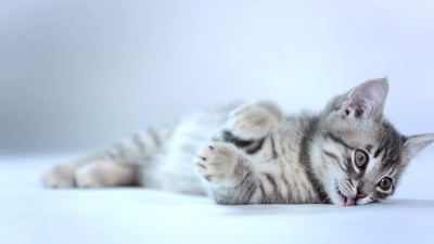   好玩的小猫
