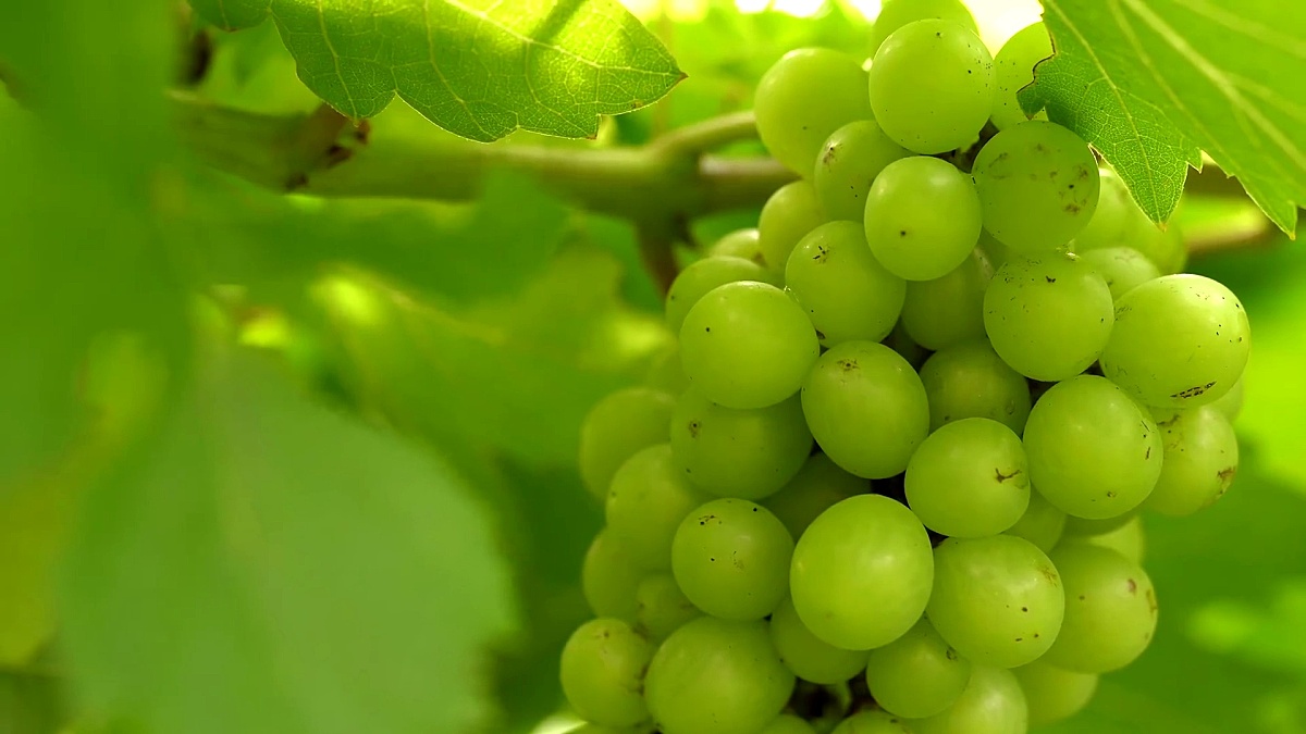 葡萄树上的绿葡萄