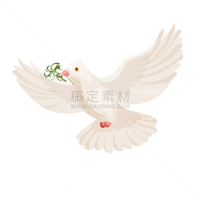 白色,草,鸟类,斑鸠,喙,分离着色,自然,高雅,纯净,飞