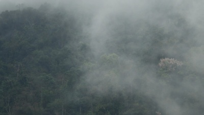 森林中的大雨