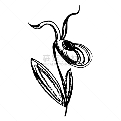 矢量,草图,绘画插图,轮廓,乱画,黑色,彩色书,兰花,花