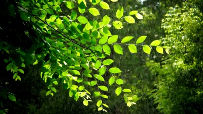 雨天青春树