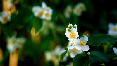 盛开的茉莉花