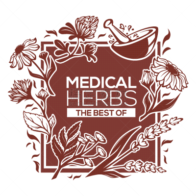 健康保健,草本,植物群,叶子,白色,熏衣草,自然,药,花,收集