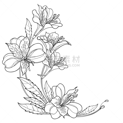 六出花,轮廓,印加人文明,黑色,叶子,矢量,角落,花束,百合花,串