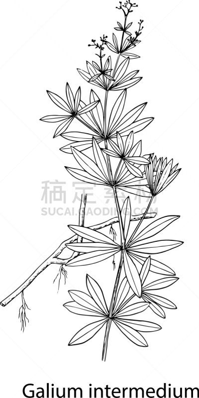 galium intermedium old gravure