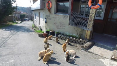 无家可归的猫在一家老餐馆前吃鱼