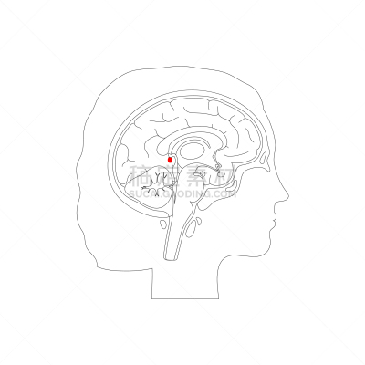 松果腺,分离着色,生物学,健康保健,人,概念,骺,大脑,女人,内分泌系统