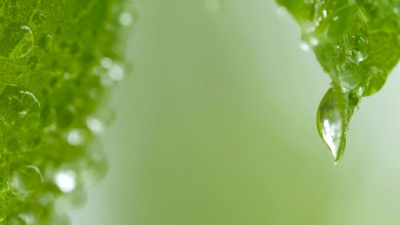 雨后绿叶